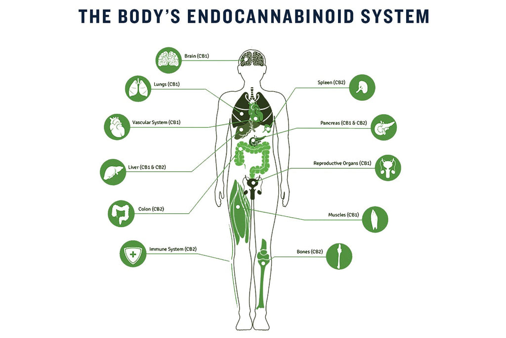 What is CBD…why is it messing with my receptors?!